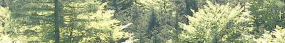 Balken CIMG1843 Wald u Holzknecht